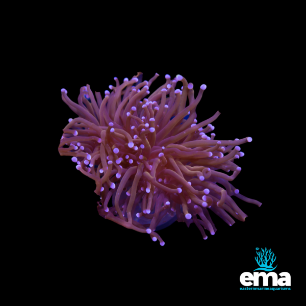 Bright pink torch coral with soft flowing tentacles and white tips, shown on a black background with Eastern Marine Aquariums branding.