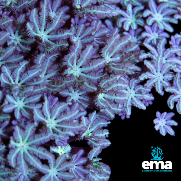 Close-up of purple soft coral with star-shaped polyps against a black background, featuring Eastern Marine Aquariums branding.