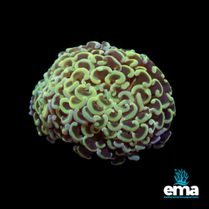 Close-up of green hammer coral with curved polyps, glowing under blue light, displayed against a black background, with Eastern Marine Aquariums logo.