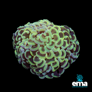 Green and purple hammer coral with curled tentacles glowing under blue light, displayed against a black background, featuring Eastern Marine Aquariums logo.