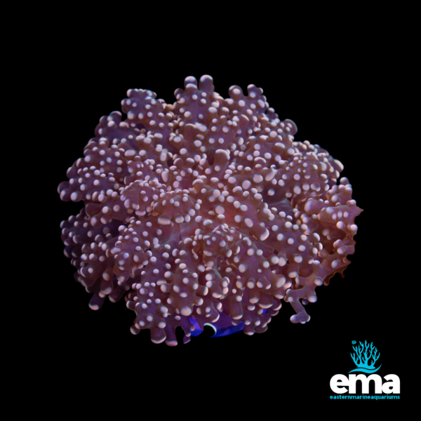 Pink bubble coral colony with bulbous polyps illuminated under blue light, against a black background, featuring Eastern Marine Aquariums logo.