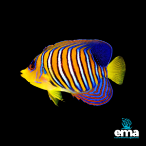 Vibrant regal angelfish with colorful stripes swimming against a black background, featuring Eastern Marine Aquariums logo.