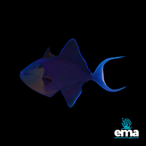 Dark blue triggerfish with a long, lyre-shaped tail, glowing under aquarium lighting, displayed on a black background with Eastern Marine Aquariums branding.