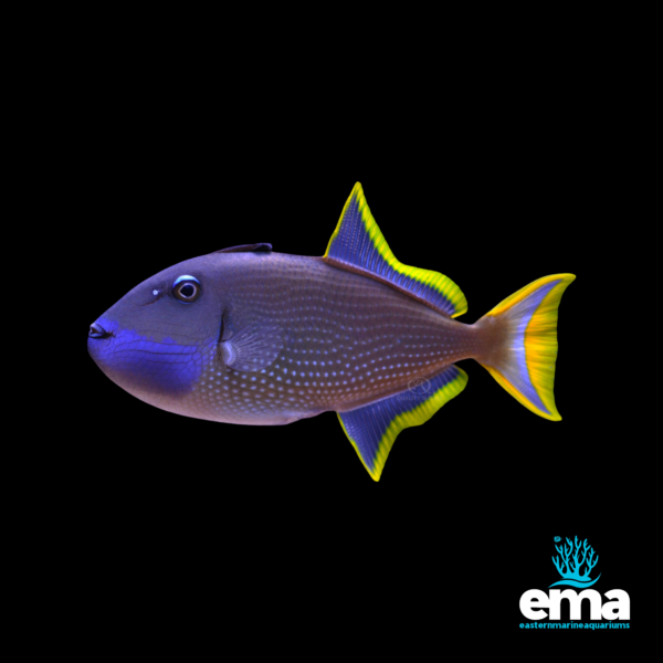 Blue and yellow triggerfish with a vibrant tail and glowing blue markings, shown against a black background with EMA branding.