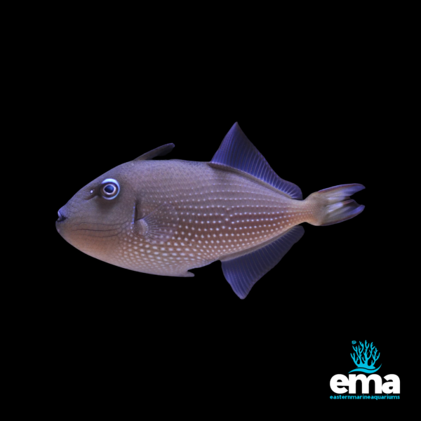 Greyish triggerfish with small white spots, displayed on a black background with Eastern Marine Aquariums branding.