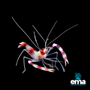 Banded coral shrimp with red and white stripes, long antennae, and delicate legs, displayed on a black background with Eastern Marine Aquariums branding.