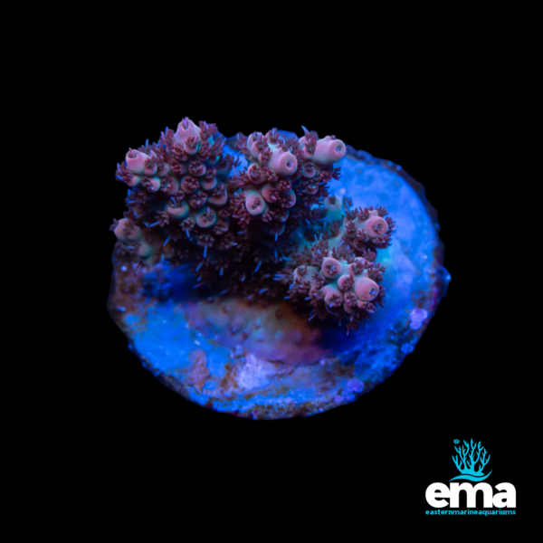 Pink and purple coral frag illuminated by blue light on a circular base, against a black background, with Eastern Marine Aquariums logo.