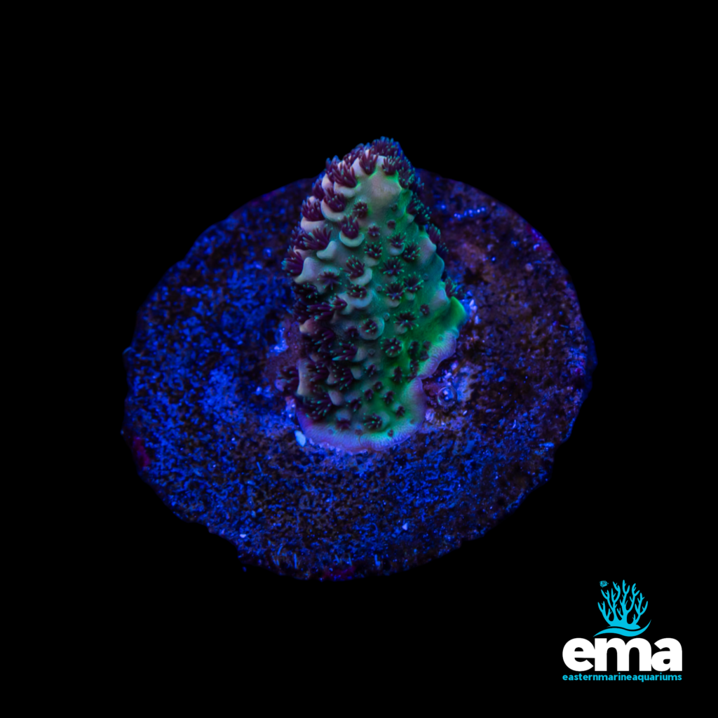 Green and purple coral frag illuminated by blue light on a circular base, against a black background, with Eastern Marine Aquariums logo.