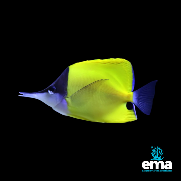 Yellow and blue longnose butterflyfish swimming against a black background, featuring Eastern Marine Aquariums logo.