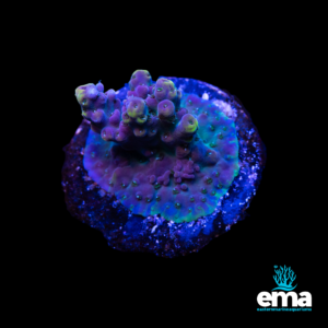 Purple and green coral frag on a circular base, illuminated by blue light against a black background, with Eastern Marine Aquariums logo.