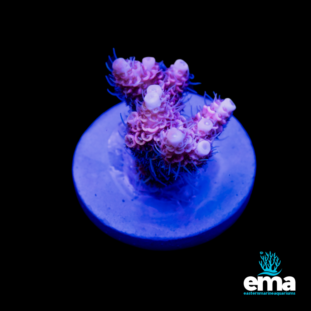 Pink and purple coral frag under blue lighting on a circular base, with the Eastern Marine Aquariums logo in the corner.