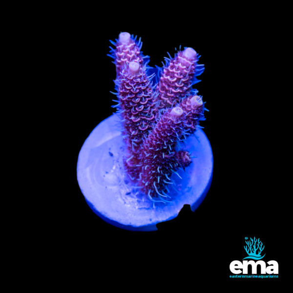 Pink and purple coral frag under blue lighting on a circular base, displayed against a black background, with Eastern Marine Aquariums logo.