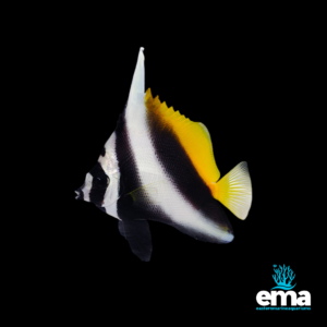 Black and white Moorish idol fish with a tall dorsal fin and yellow tail, shown on a black background with Eastern Marine Aquariums branding.