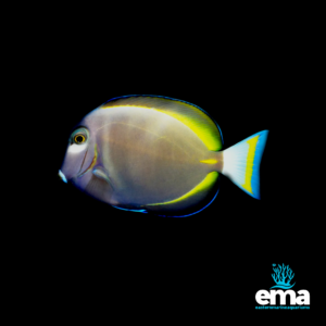 Greyish brown tang fish with bright yellow highlights along its fins, displayed on a black background with the EMA logo.