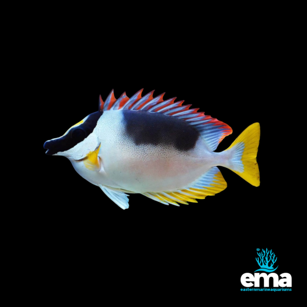 Colorful foxface rabbitfish with bold black, white, yellow, and red markings, shown on a black background with the EMA logo.