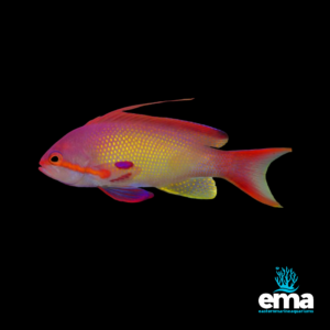 Vibrant purple and yellow anthias fish with a red tail fin, displayed on a black background with Eastern Marine Aquariums branding.