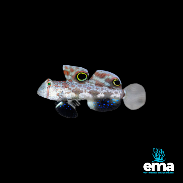 Ornate dragonet with a mix of blue spots and brown patches, featuring unique eye markings, displayed on a black background with Eastern Marine Aquariums branding.