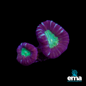 Purple and green Acan coral with glowing green centers, displayed against a black background with Eastern Marine Aquariums branding.