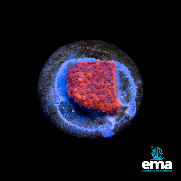 Bright orange montipora coral frag on a circular base, glowing under aquarium lighting, shown with the EMA logo.