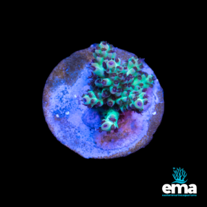 Neon green and purple branching coral frag on a circular base, displayed under aquarium lighting with EMA branding.