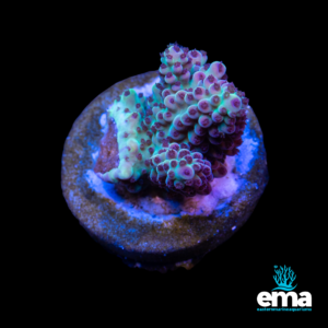 Vibrant green and pink coral frag on a circular base, illuminated in blue tones, shown with EMA branding.