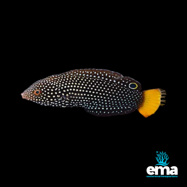 Spotted black-and-white leopard wrasse with an orange tail and a yellow eye marking, displayed on a black background with the EMA logo.