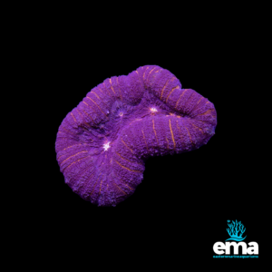 Purple chalice coral with ridged textures and orange highlights, glowing against a black background with the EMA logo.