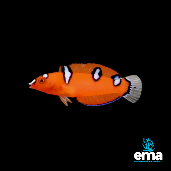 Orange candy hogfish with black and white markings on its body, shown on a black background with Eastern Marine Aquariums branding.