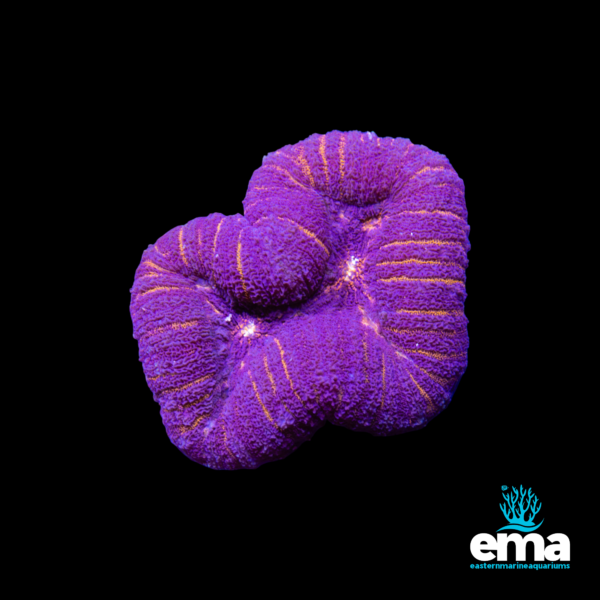 Vibrant purple chalice coral with bright orange streaks and textured ridges, displayed on a black background with Eastern Marine Aquariums branding.