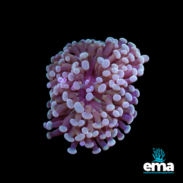 Pink torch coral with extended rounded tips, glowing under aquarium lighting, displayed on a black background with the EMA logo.