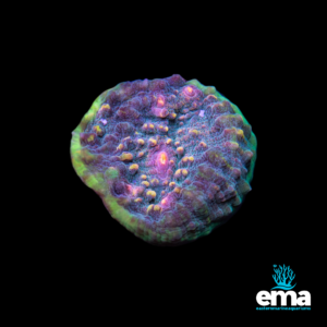 Vibrant rainbow-colored chalice coral with textured ridges, displayed on a black background with Eastern Marine Aquariums branding.