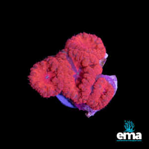 Bright red and pink Acan coral with raised polyps and neon green centers, shown against a black background with EMA branding.