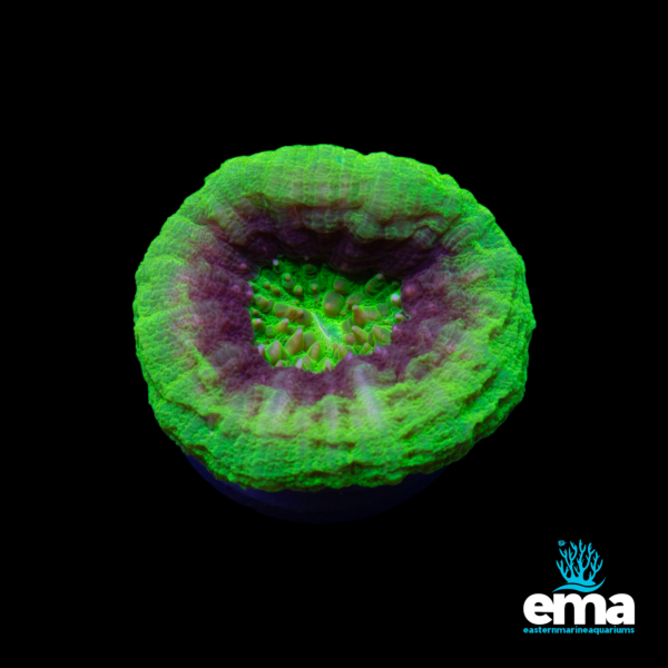 Green and purple Acan coral with a large circular center, glowing under aquarium lighting, with the Eastern Marine Aquariums logo.