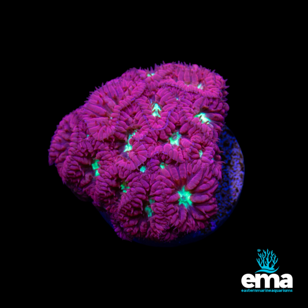 Bright red and pink Acan coral with green centers, glowing under the aquarium light, shown with the Eastern Marine Aquariums logo.