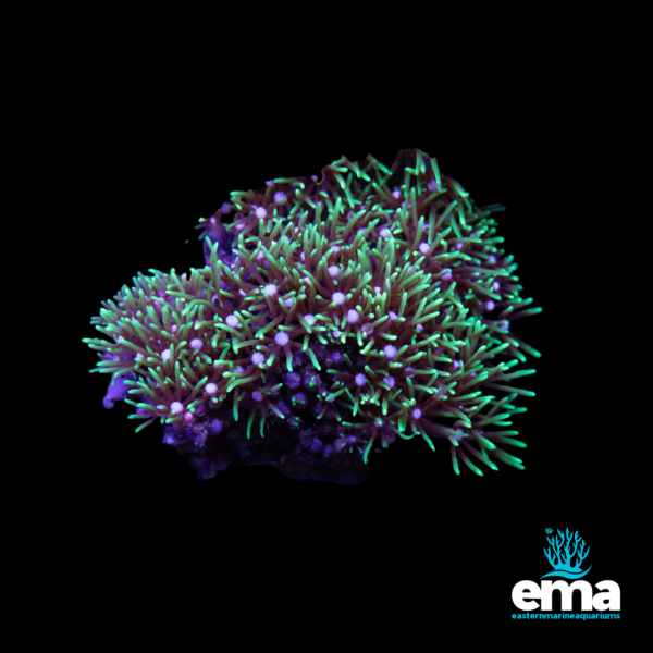 Vibrant green torch coral with pink tips displayed on a black background, with Eastern Marine Aquariums branding.