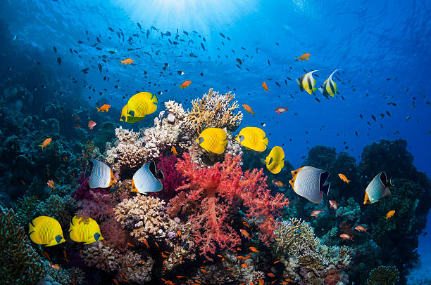 Colorful coral reef with various tropical fish including yellow butterflyfish, under clear blue ocean water with sunlight streaming through